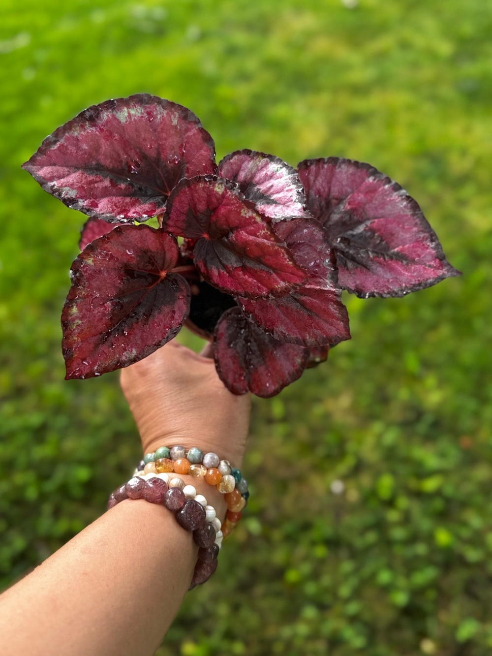 Begonia